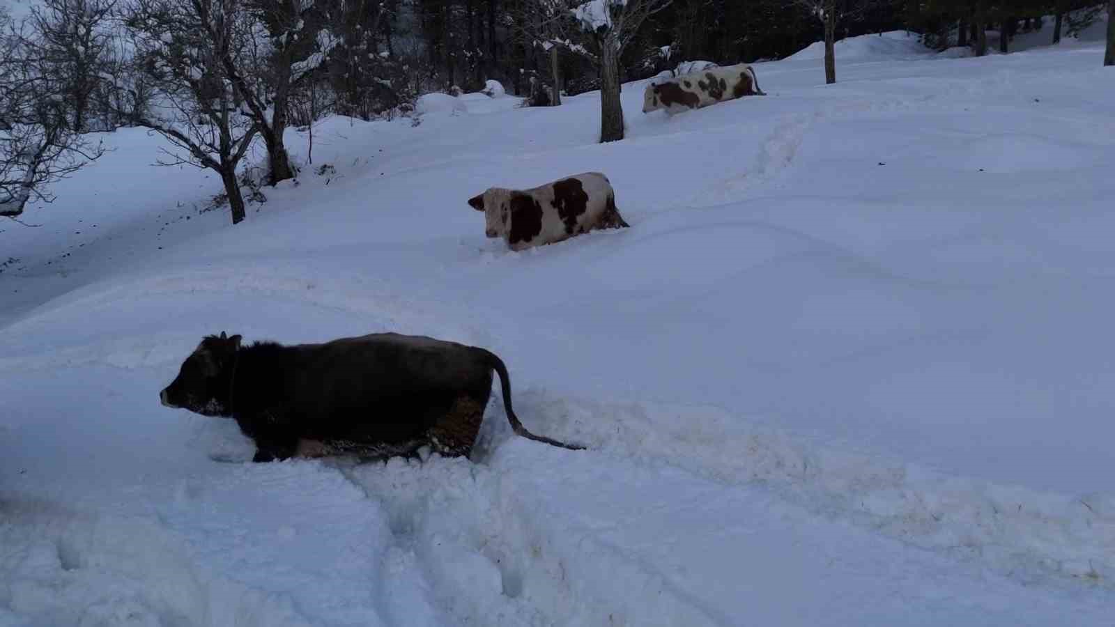 Büyükbaş hayvanların karla imtihanı dronla görüntülendi
