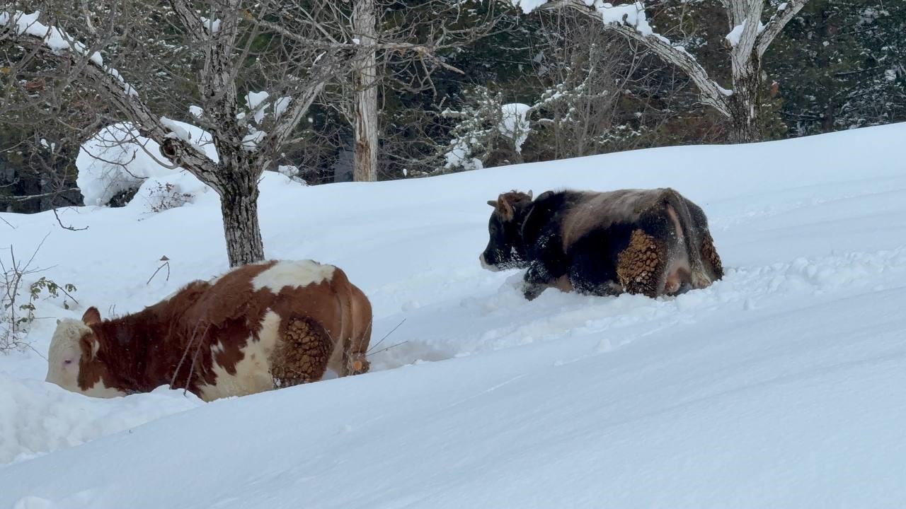 Büyükbaş hayvanların karla imtihanı dronla görüntülendi
