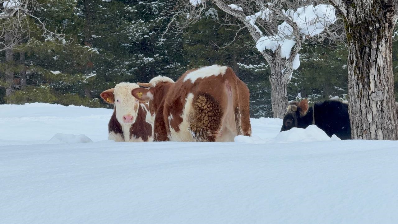 Büyükbaş hayvanların karla imtihanı dronla görüntülendi
