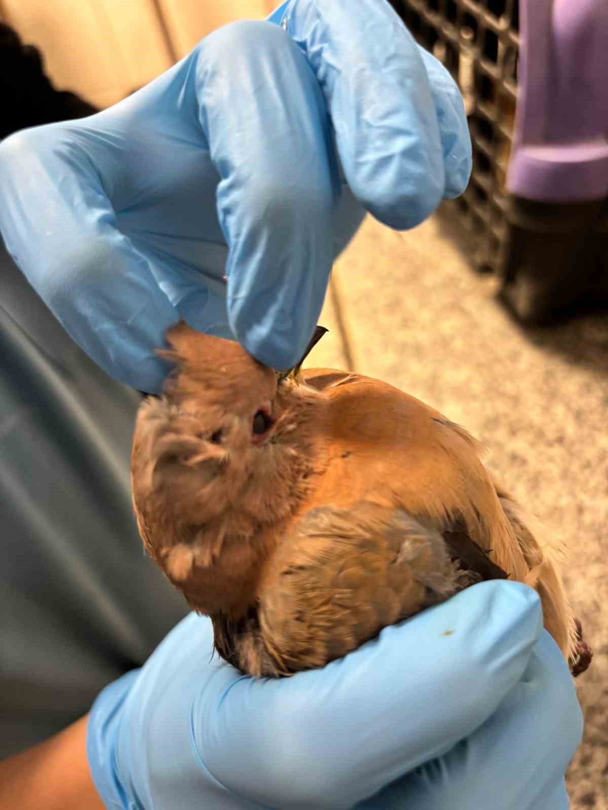 Büyükşehir ekipleri tüm canlılar için aynı özveriyle çalışıyor
