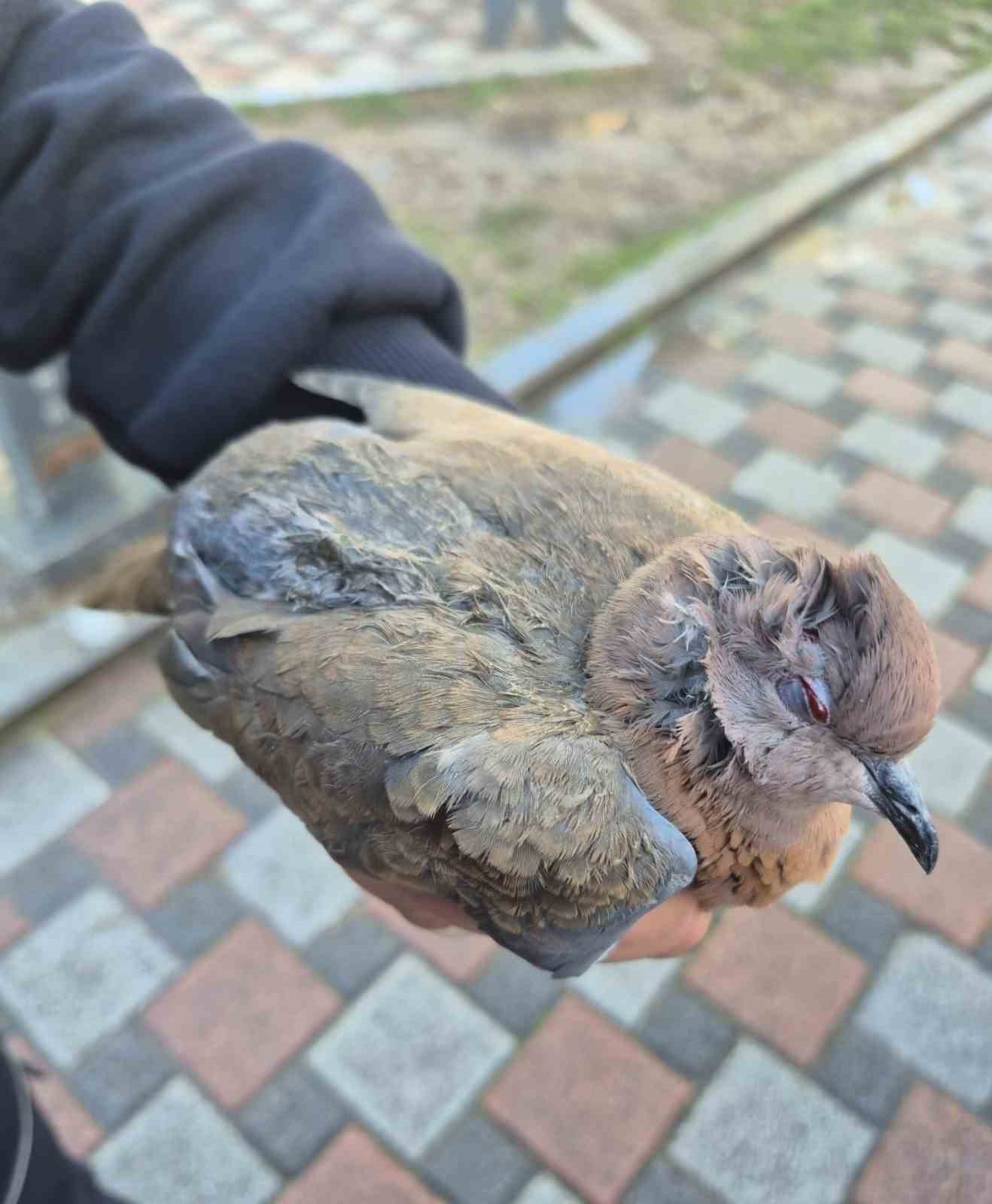 Büyükşehir ekipleri tüm canlılar için aynı özveriyle çalışıyor
