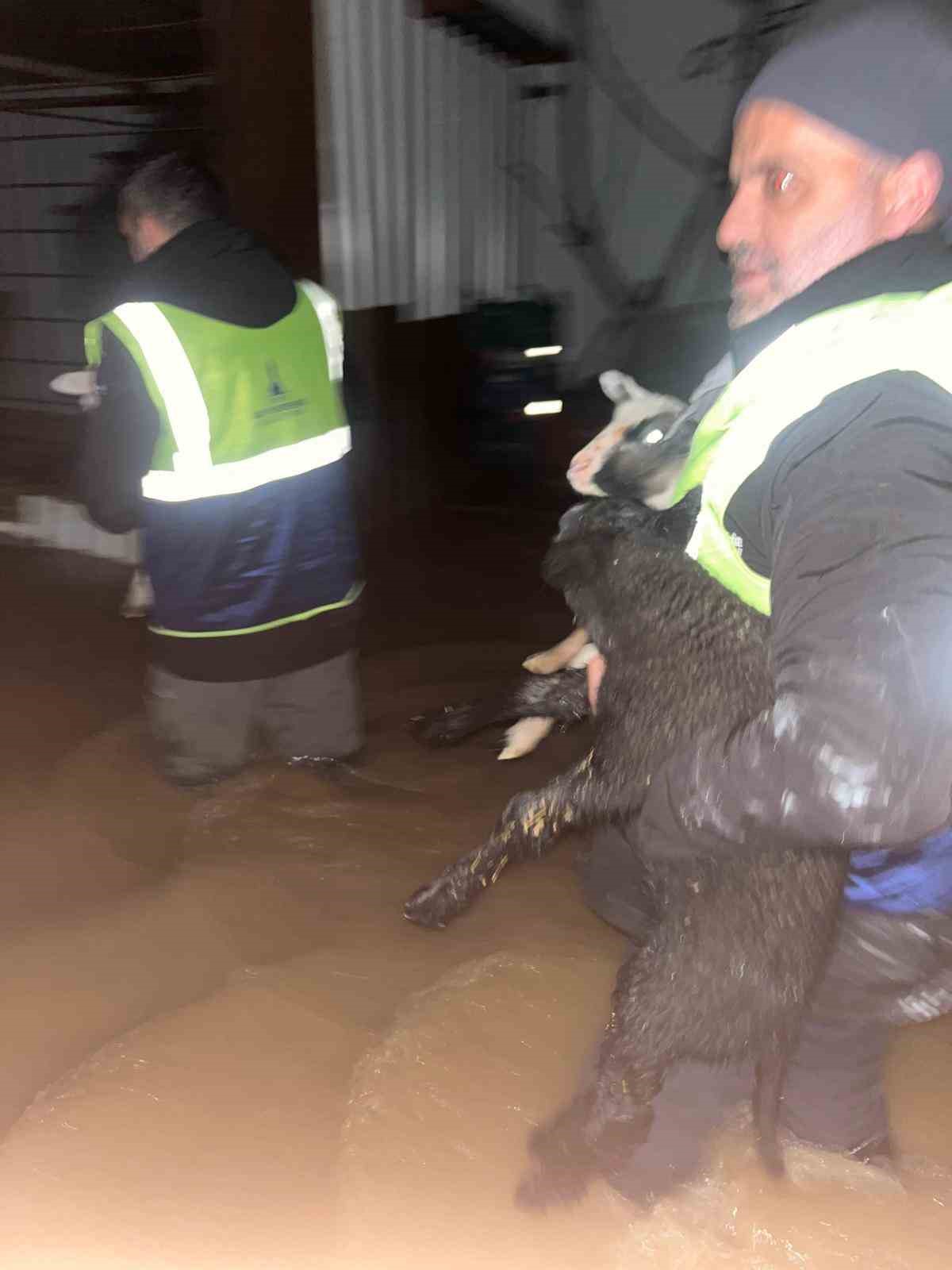 Büyükşehir ekiplerinin özverili çabası: Mahsur kalan hayvanlar kurtarıldı
