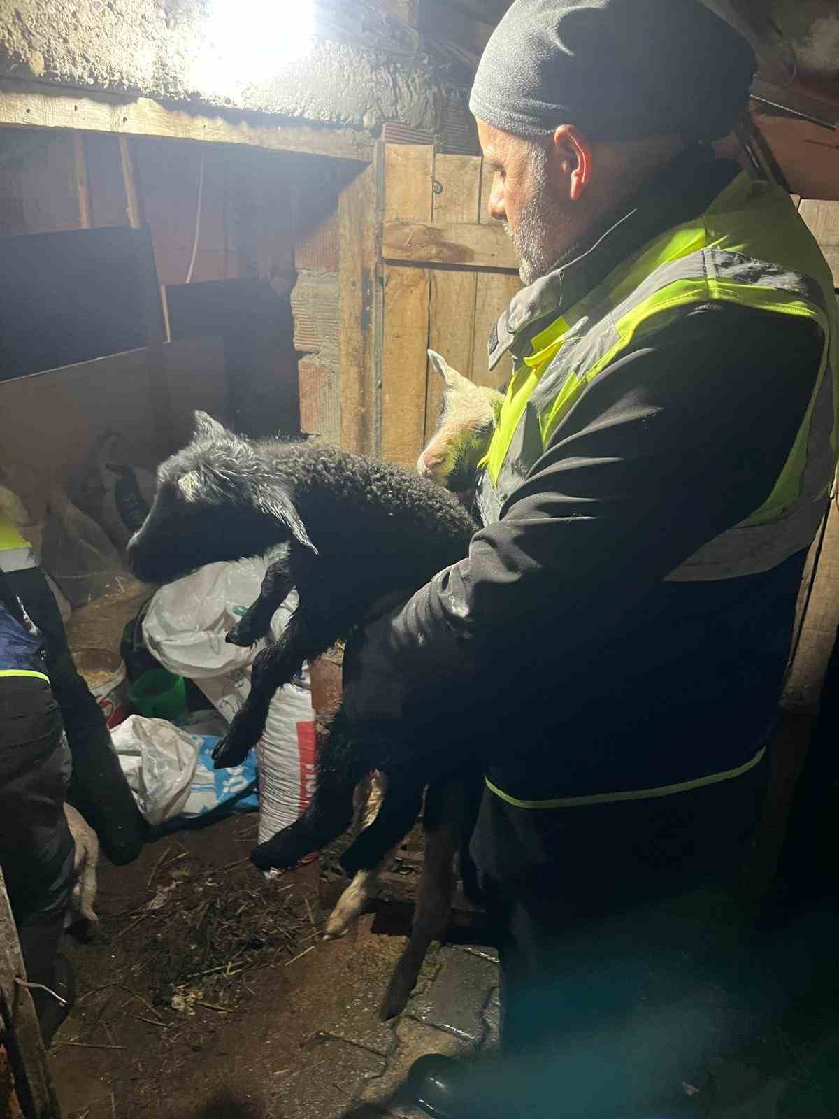 Büyükşehir ekiplerinin özverili çabası: Mahsur kalan hayvanlar kurtarıldı
