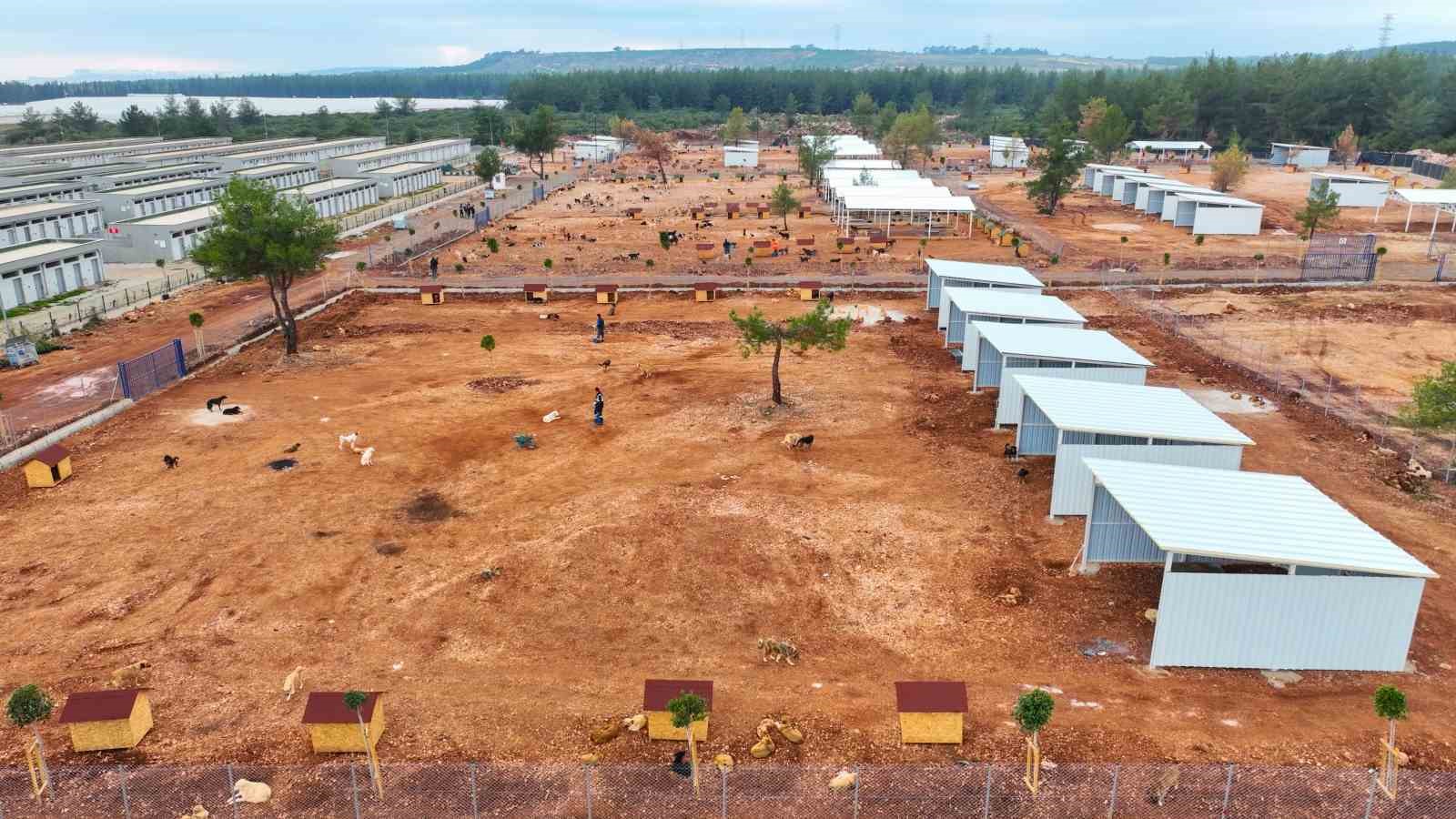 Büyükşehir sokak köpekleri için doğal yaşam alanı kapasitesini arttırdı
Büyükşehir sokak köpekleri için doğal yaşam alanı kapasitesini arttırdı