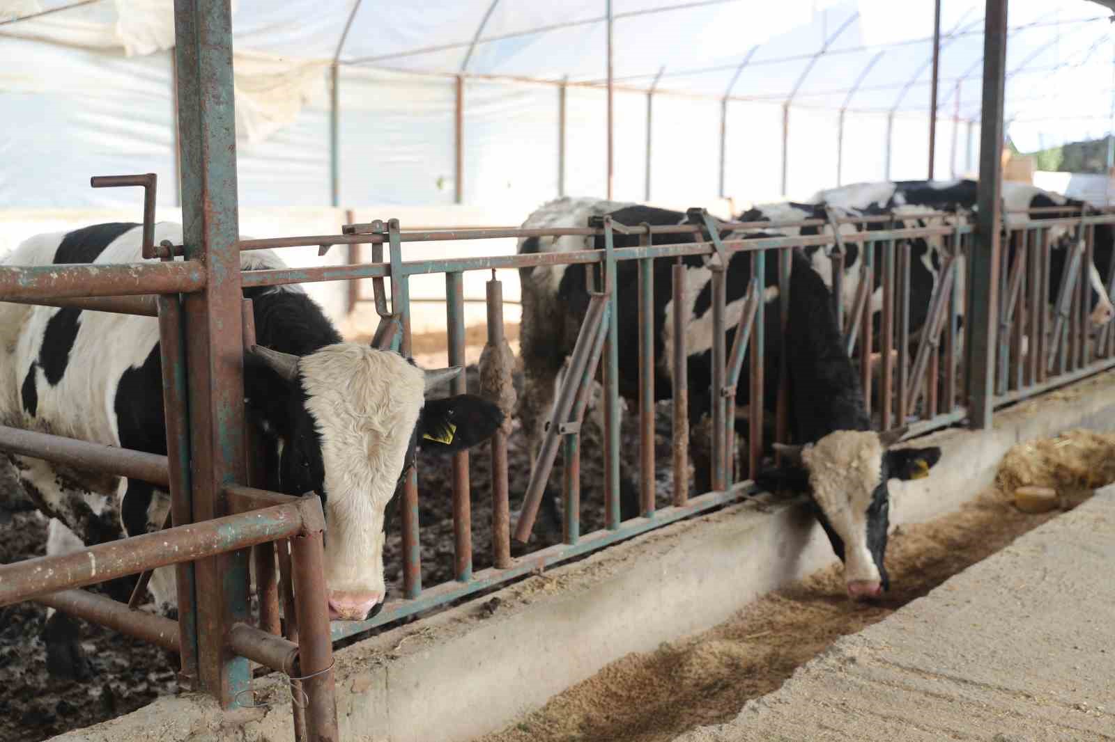 Büyükşehir’den 2025 yılında hayvancılığa 503 bin 625 kg yem desteği
