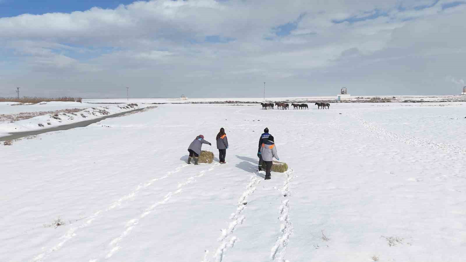 Büyükşehirden ‘dilsiz dostlara’ merhamet eli: Soğuk günlerde sıcak bir dokunuş
Büyükşehirden ‘dilsiz dostlara’ merhamet eli: Soğuk günlerde sıcak bir dokunuş