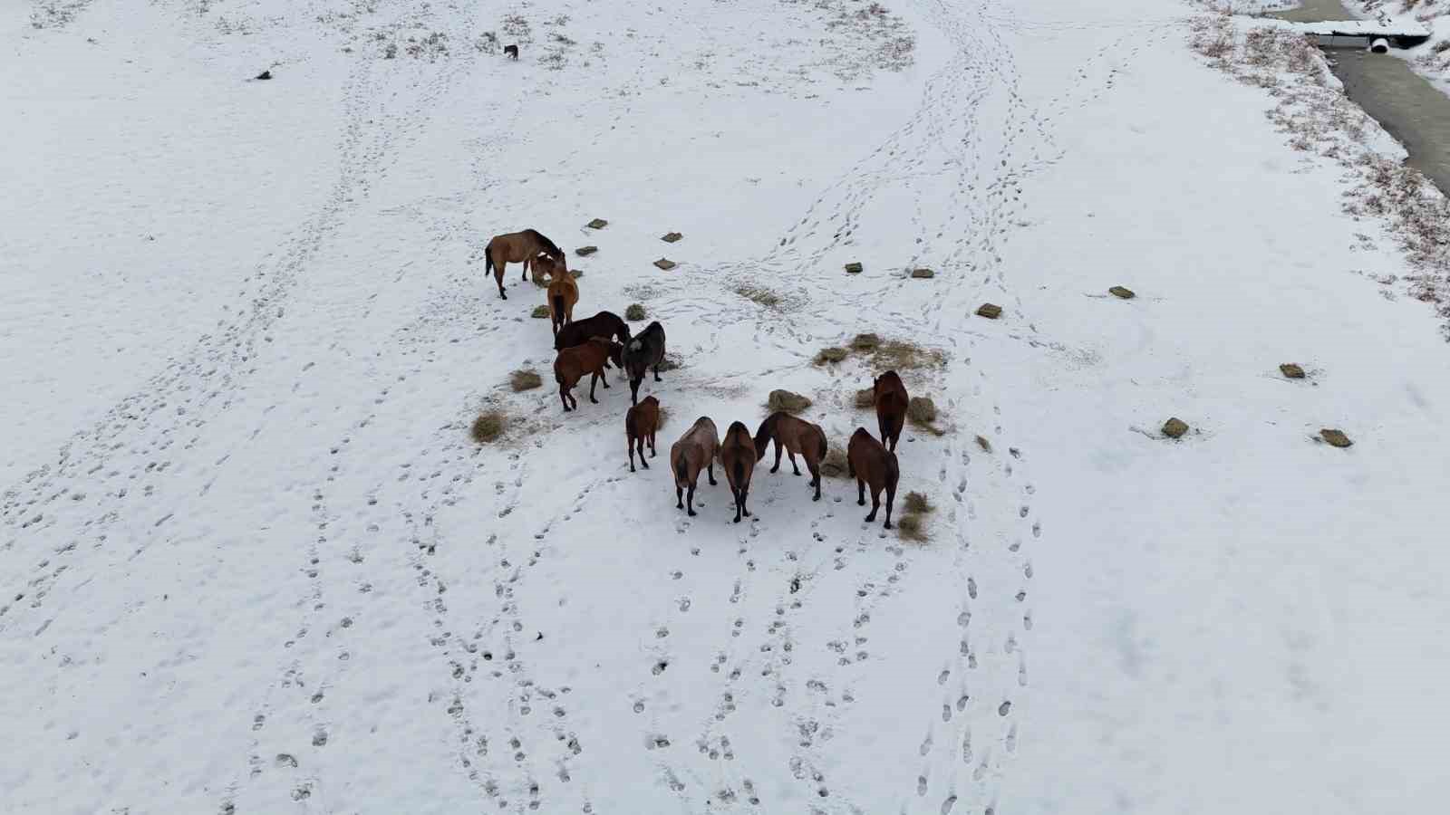 Büyükşehirden ‘dilsiz dostlara’ merhamet eli: Soğuk günlerde sıcak bir dokunuş
Büyükşehirden ‘dilsiz dostlara’ merhamet eli: Soğuk günlerde sıcak bir dokunuş
