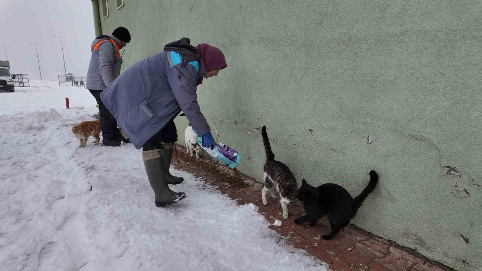 Büyükşehirden ‘dilsiz dostlara’ merhamet eli: Soğuk günlerde sıcak bir dokunuş
Büyükşehirden ‘dilsiz dostlara’ merhamet eli: Soğuk günlerde sıcak bir dokunuş