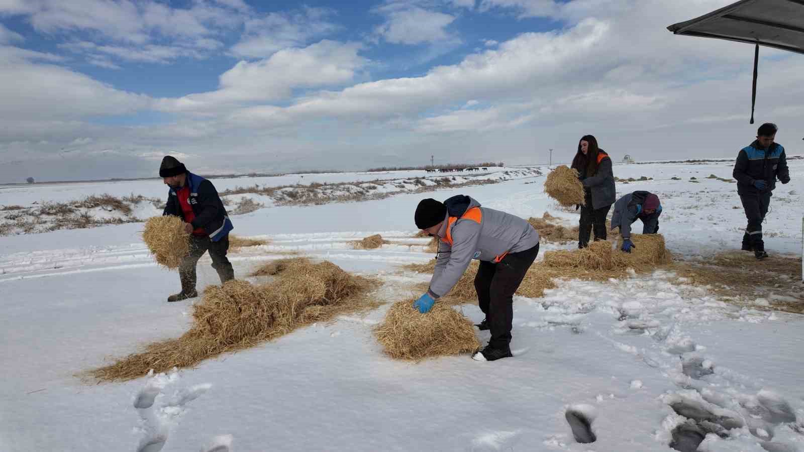 Büyükşehirden ‘dilsiz dostlara’ merhamet eli: Soğuk günlerde sıcak bir dokunuş
Büyükşehirden ‘dilsiz dostlara’ merhamet eli: Soğuk günlerde sıcak bir dokunuş
