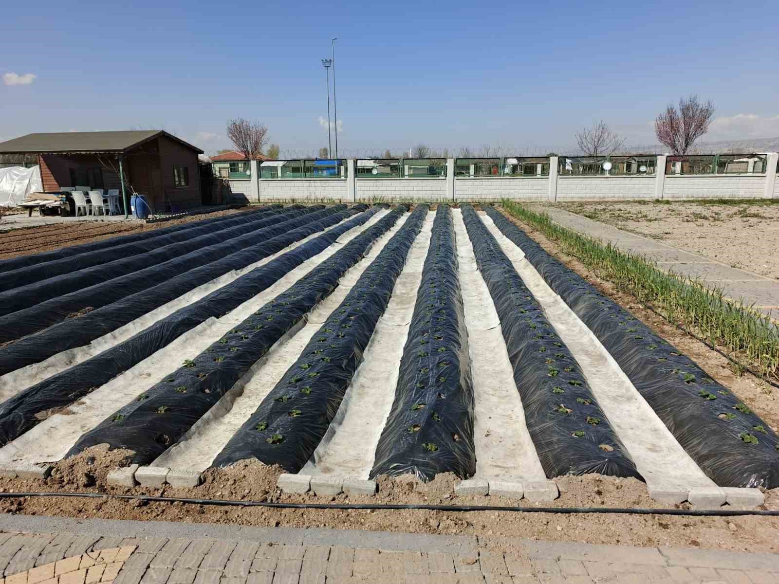 Büyükşehirin Doğal Ürünler Bahçesi ve Pazarı’nda yeni sezon hazırlığı
Büyükşehirin Doğal Ürünler Bahçesi ve Pazarı’nda yeni sezon hazırlığı