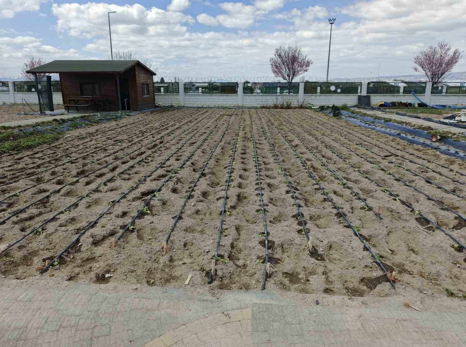 Büyükşehirin Doğal Ürünler Bahçesi ve Pazarı’nda yeni sezon hazırlığı
Büyükşehirin Doğal Ürünler Bahçesi ve Pazarı’nda yeni sezon hazırlığı