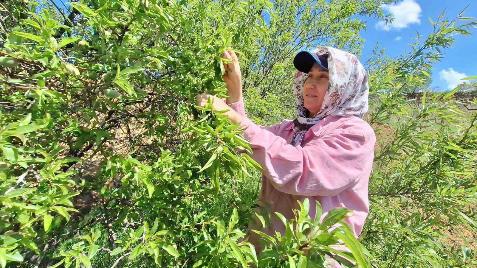 Çağla, üreticisinin yüzünü güldürdü
