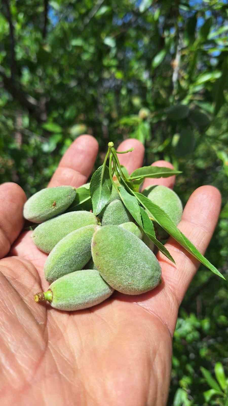 Çağla, üreticisinin yüzünü güldürdü
