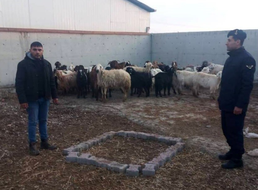 Çalınan koyunlar jandarma tarafından bulundu
