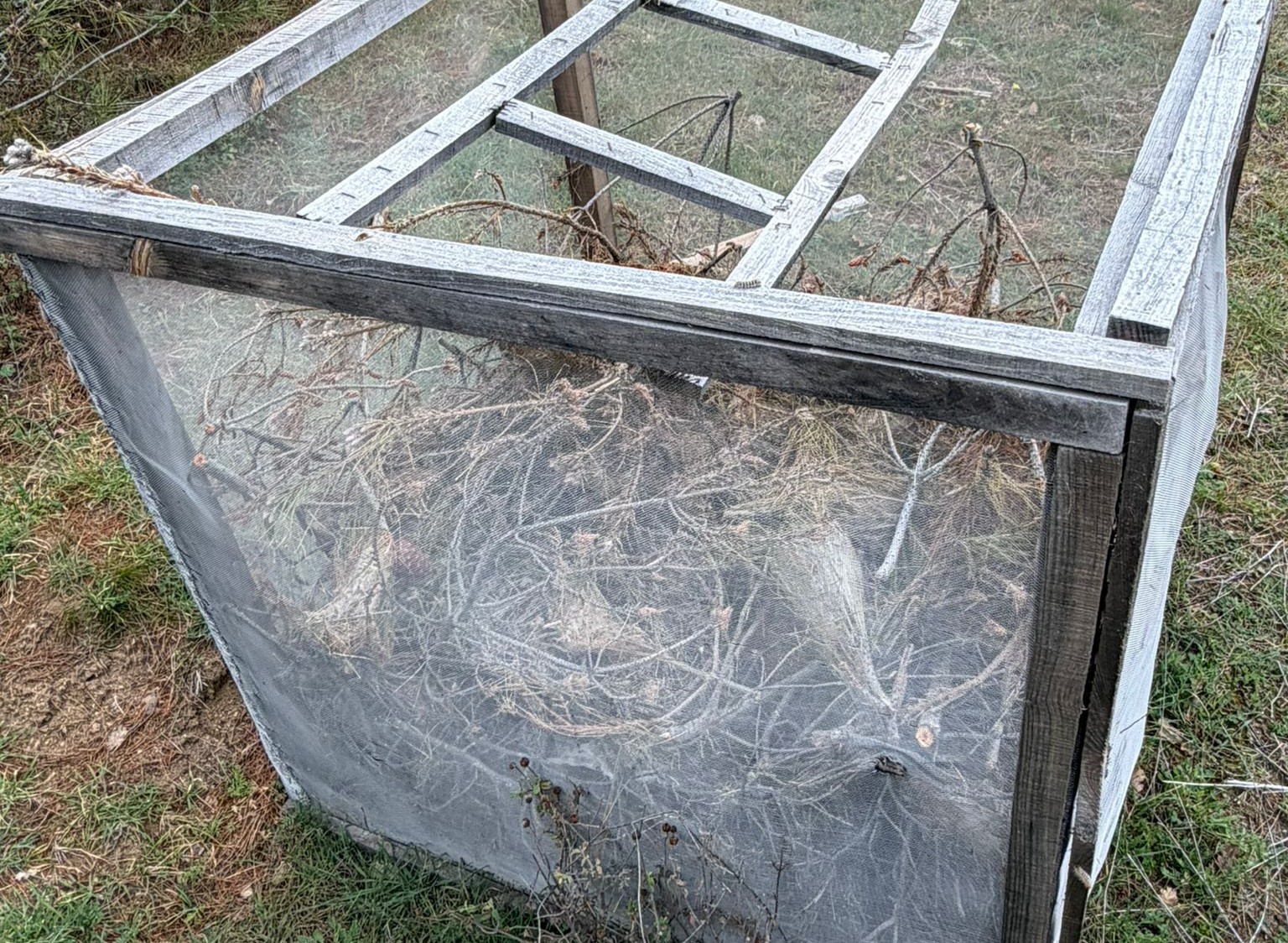 Çam ormanlarında ’Kese kurdu’ alarmı
