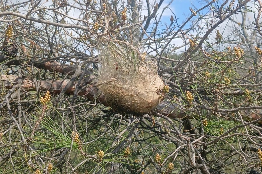 Çam ormanlarında ’Kese kurdu’ alarmı
