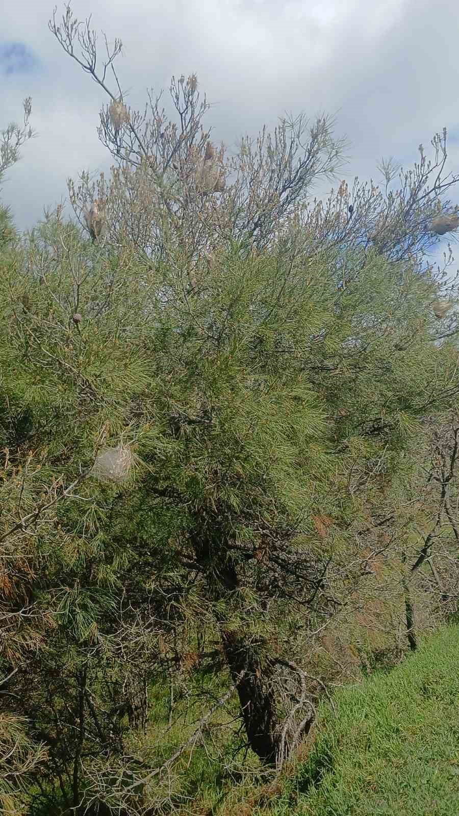 Çam ormanlarında ’Kese kurdu’ alarmı
