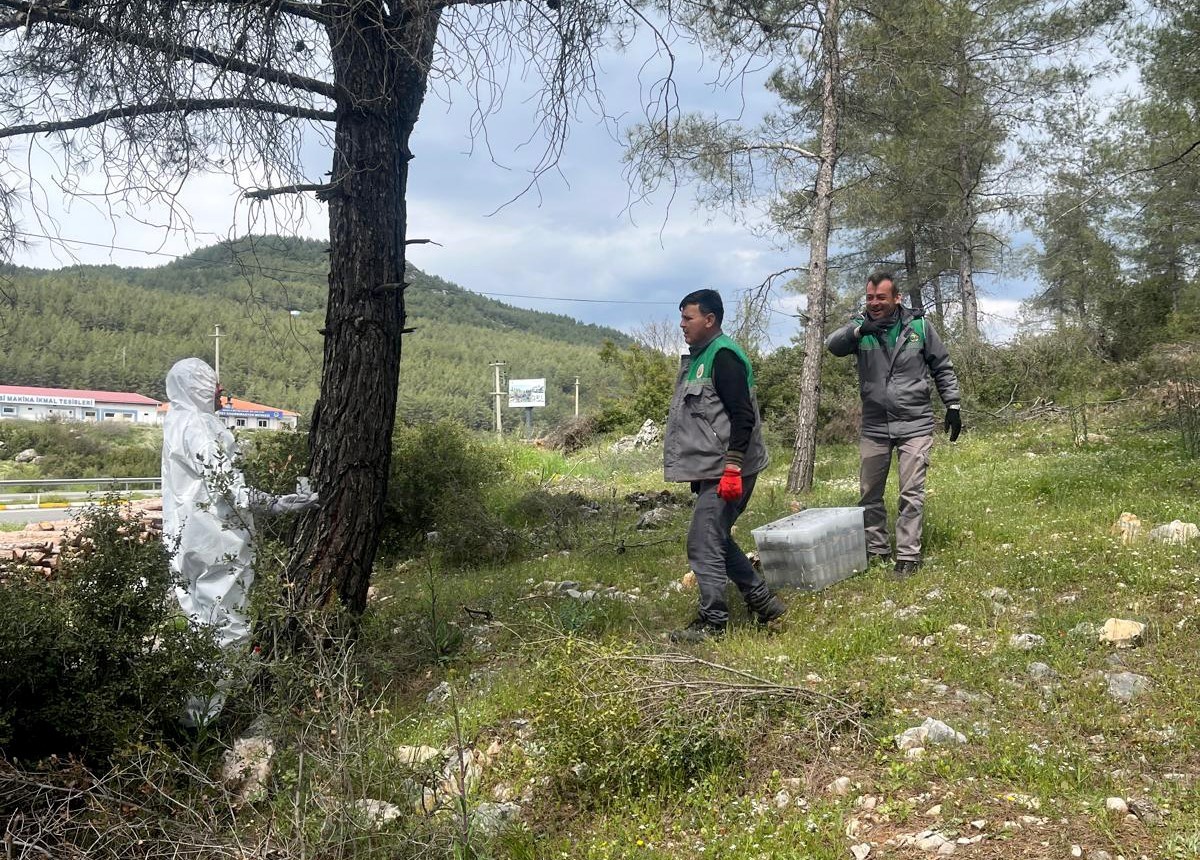 Çamkese böceği ile mücadele devam ediyor
