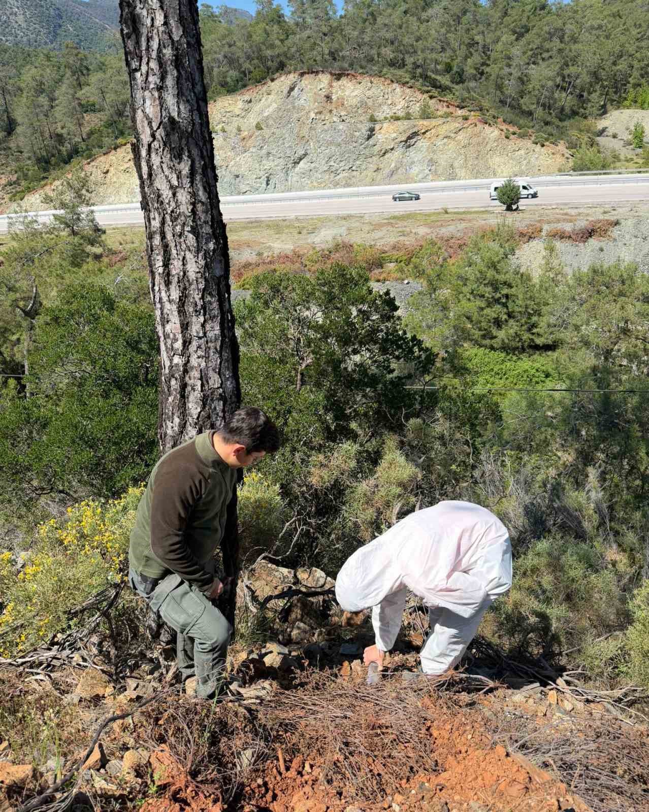 Çamkese böceği ile mücadele devam ediyor
