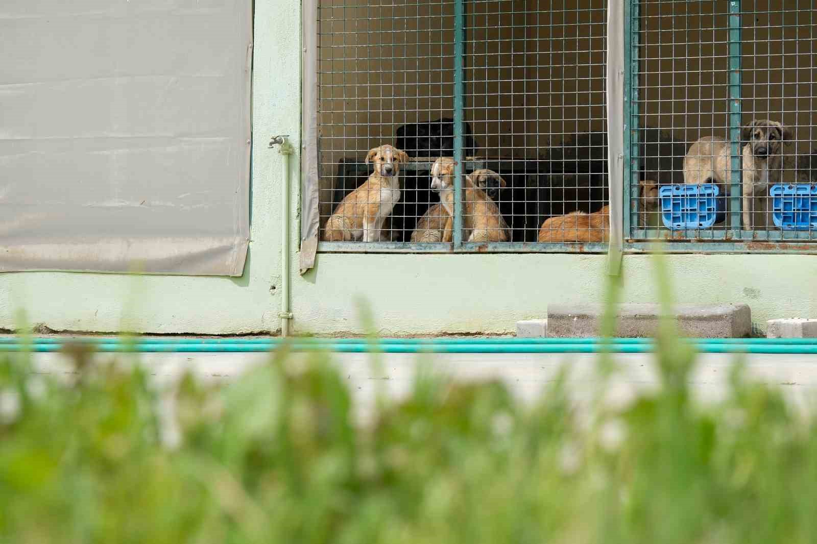Can dostlar için Menemen’de rekor tedavi sayısına ulaşıldı
