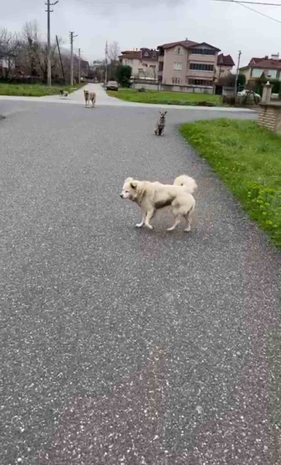 Can korkusuyla aldığı kurusıkı, işsizliğe sebep oldu
Can korkusuyla aldığı kurusıkı, işsizliğe sebep oldu