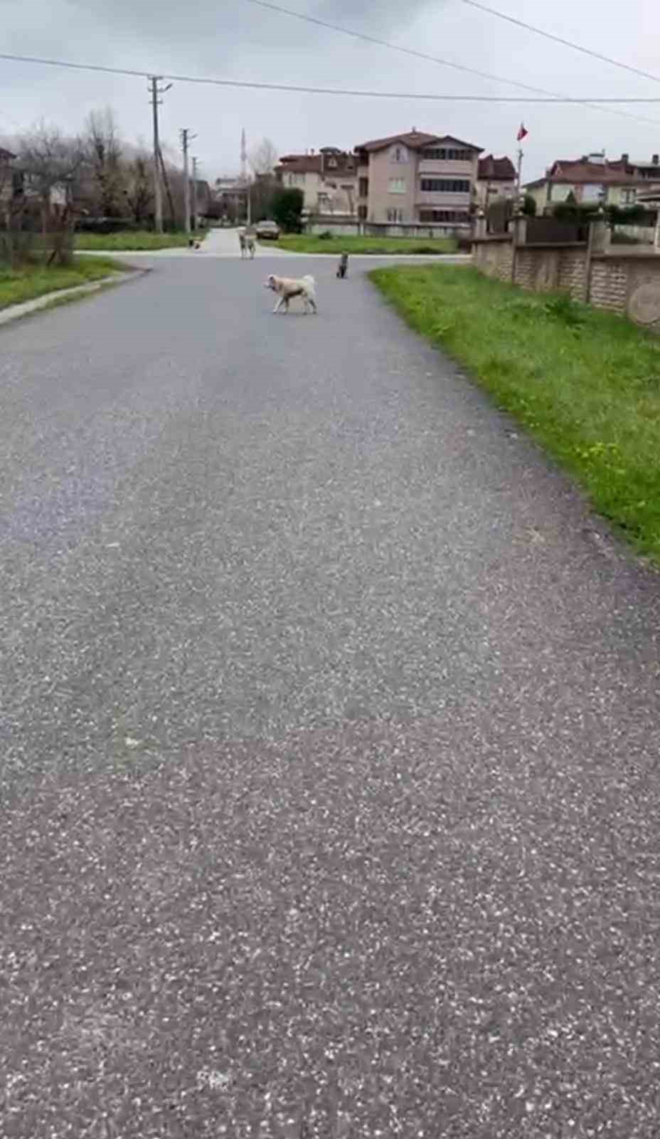 Can korkusuyla aldığı kurusıkı, işsizliğe sebep oldu
Can korkusuyla aldığı kurusıkı, işsizliğe sebep oldu