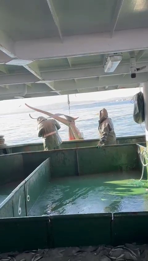 Çanakkale’de balıkçıların ağına ‘kamçı kuyruk’ cinsi köpek balığı takıldı
