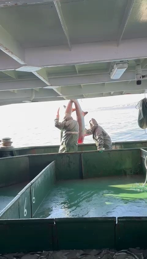 Çanakkale’de balıkçıların ağına ‘kamçı kuyruk’ cinsi köpek balığı takıldı
