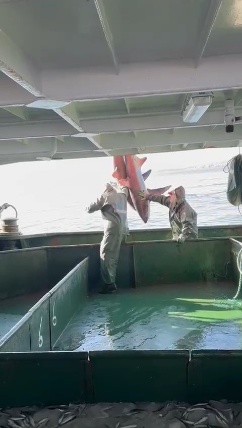 Çanakkale’de balıkçıların ağına ‘kamçı kuyruk’ cinsi köpek balığı takıldı
