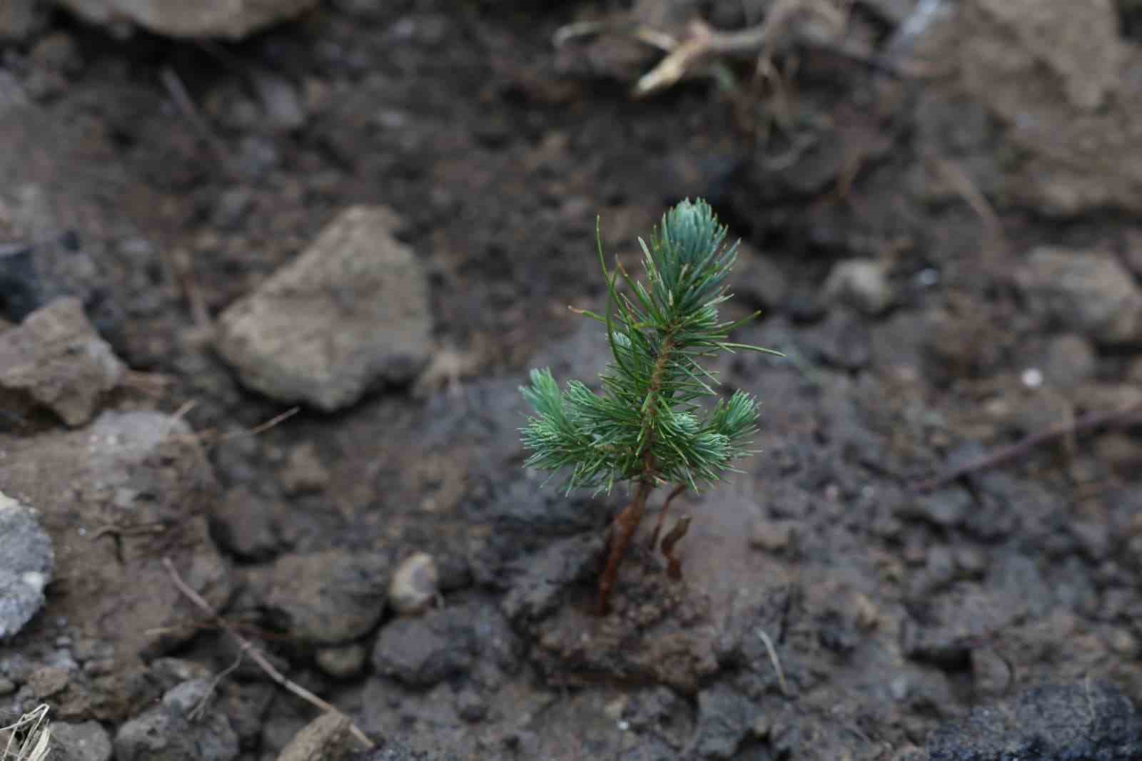 Çanakkale’de Dünya Ormancılık Günü’nde 5 bin fidan toprakla buluştu
