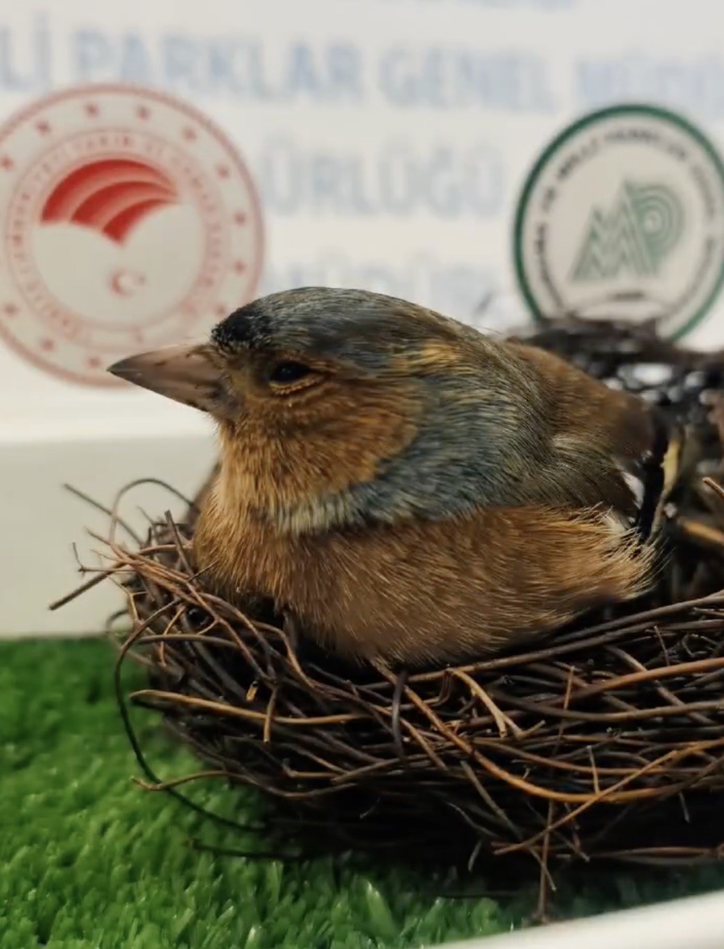 Çanakkale’de ispinoz tedavi sonrası doğaya salındı
