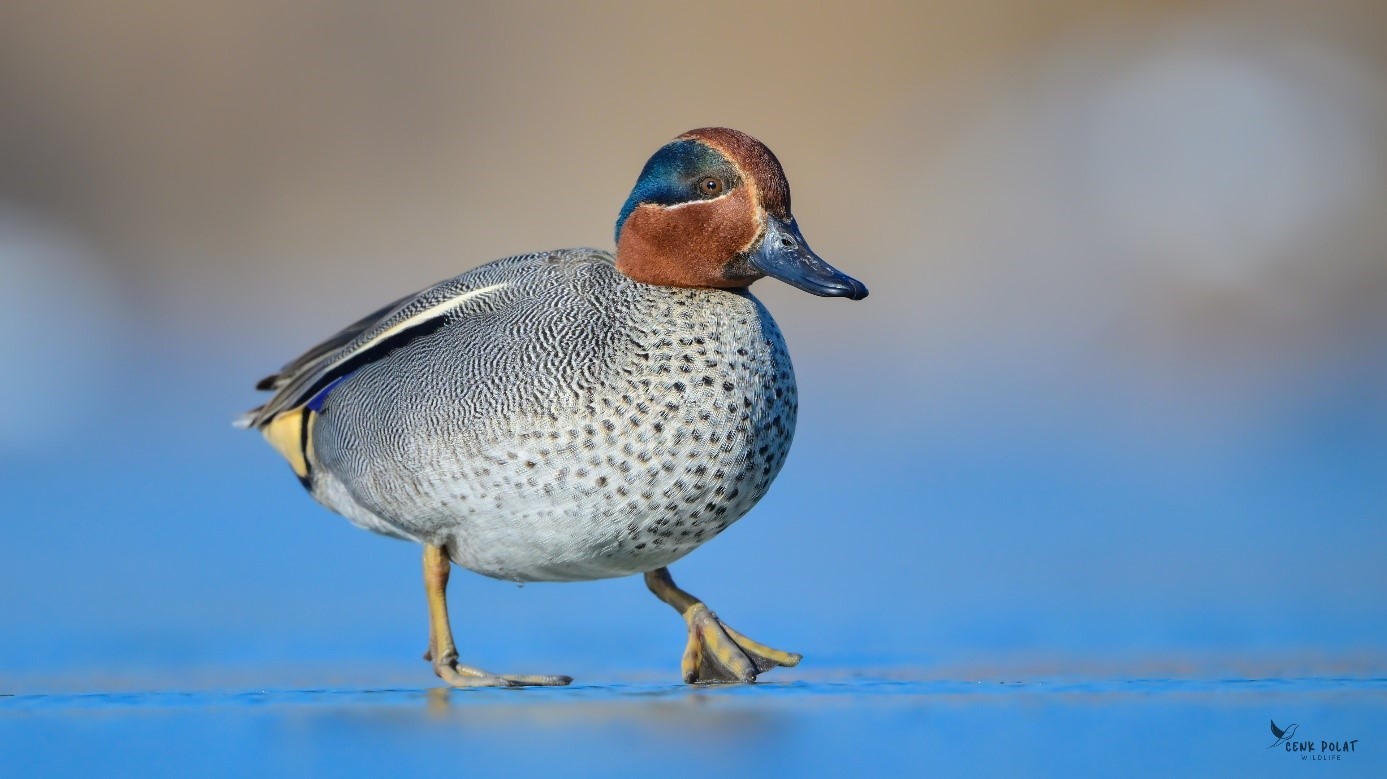 Çanakkale’de kış ortası su kuşu sayımları
