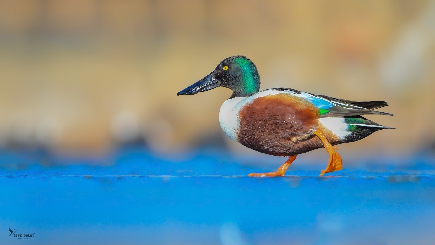 Çanakkale’de kış ortası su kuşu sayımları

