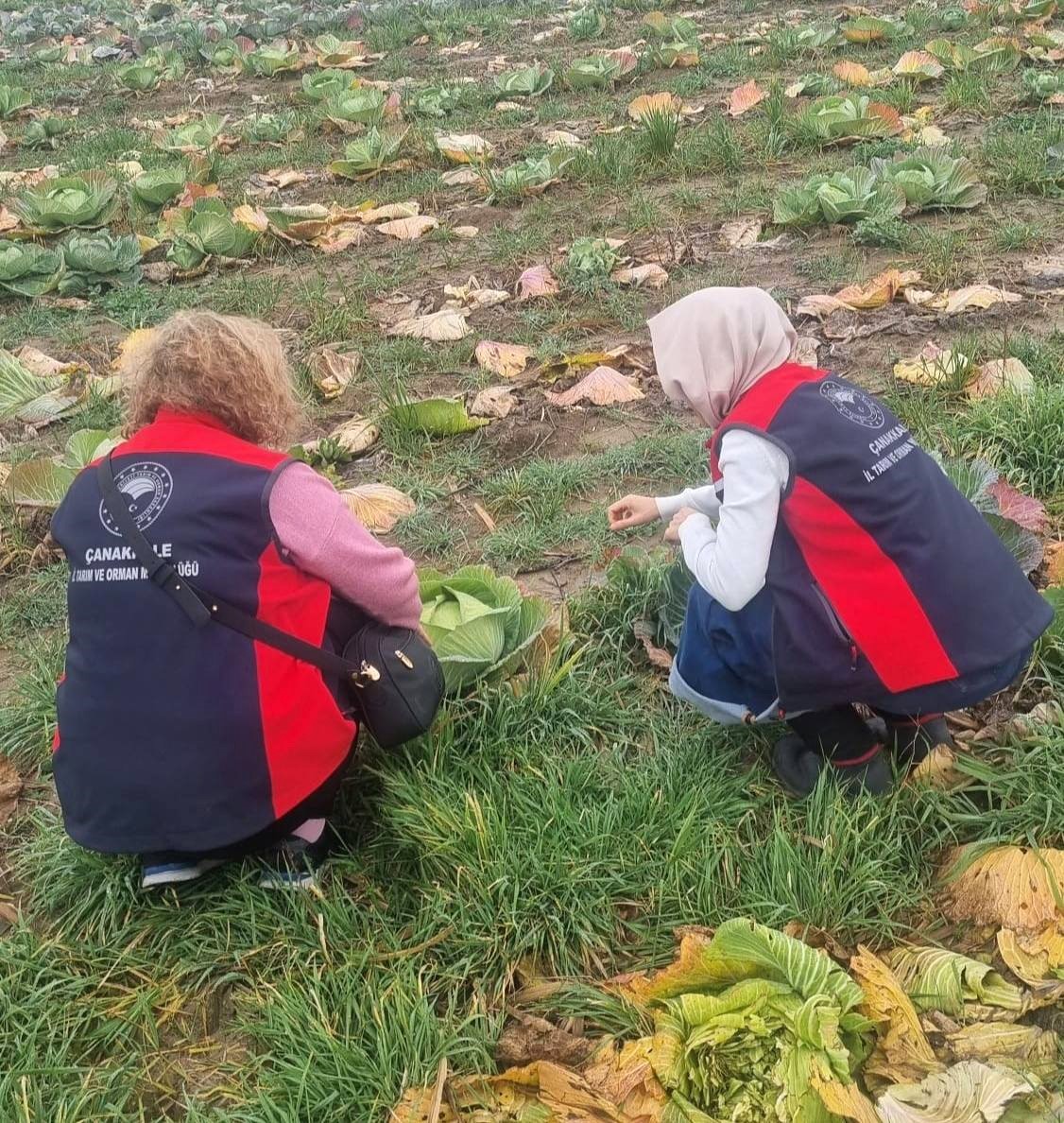 Çanakkale’de kışlık sebzelerde hastalık, zararlı ve yabancı ot sürveyleri gerçekleştirildi
