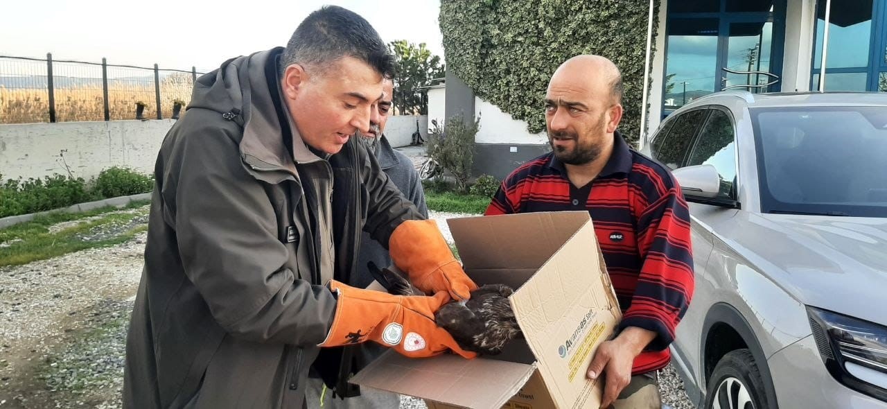 Çanakkale’de yaralı şahin koruma altına alındı
