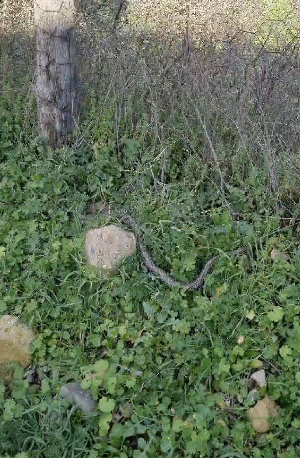 Çan’da 2 metrelik yılan kamerada
