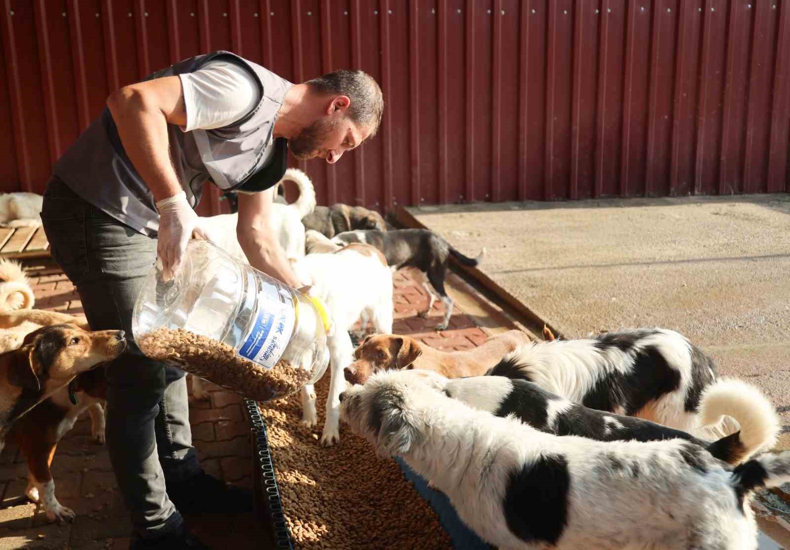 Canik Belediyesi doğal yaşam alanıyla can dostlara kucak açıyor
Canik Belediyesi doğal yaşam alanıyla can dostlara kucak açıyor