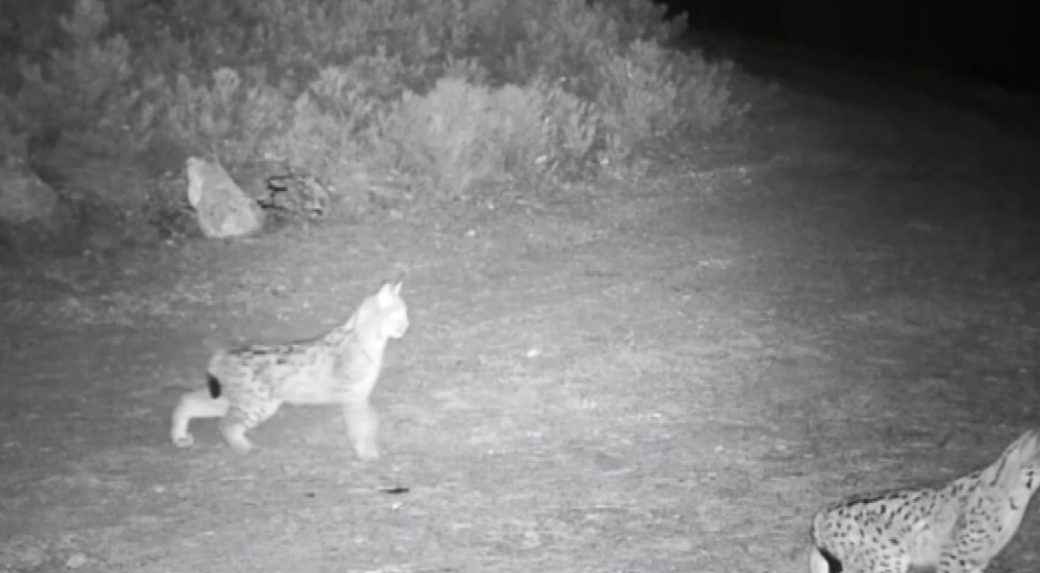 Çankırı’da "Ormanın hayaleti" vaşak görüntülendi
