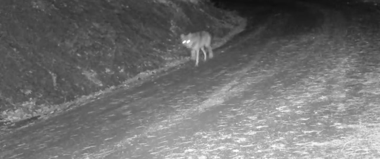 Çankırı’da yaban hayvanlarının karla kaplı doğadaki yaşamı kamerada
