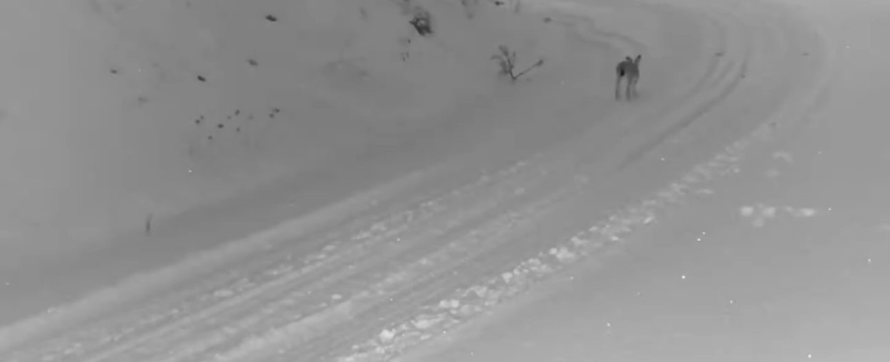 Çankırı’da yaban hayvanlarının karla kaplı doğadaki yaşamı kamerada
