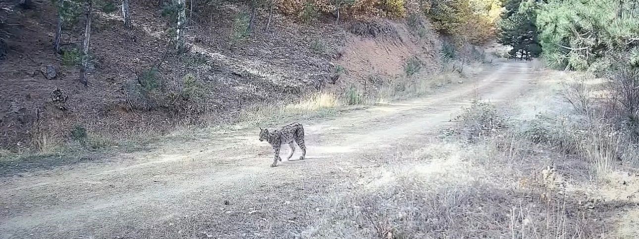 Çankırı’da yaralı kurt ve vaşak fotokapanda
