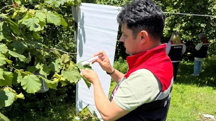 Çarşamba Ovası’nda kokarcayla mücadele
