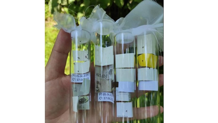 Çarşamba Ovası’nda kokarcayla mücadele
