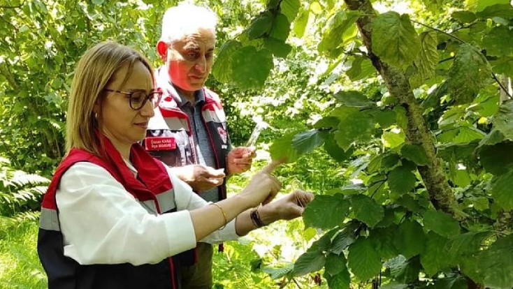 Çarşamba Ovası’nda kokarcayla mücadele
