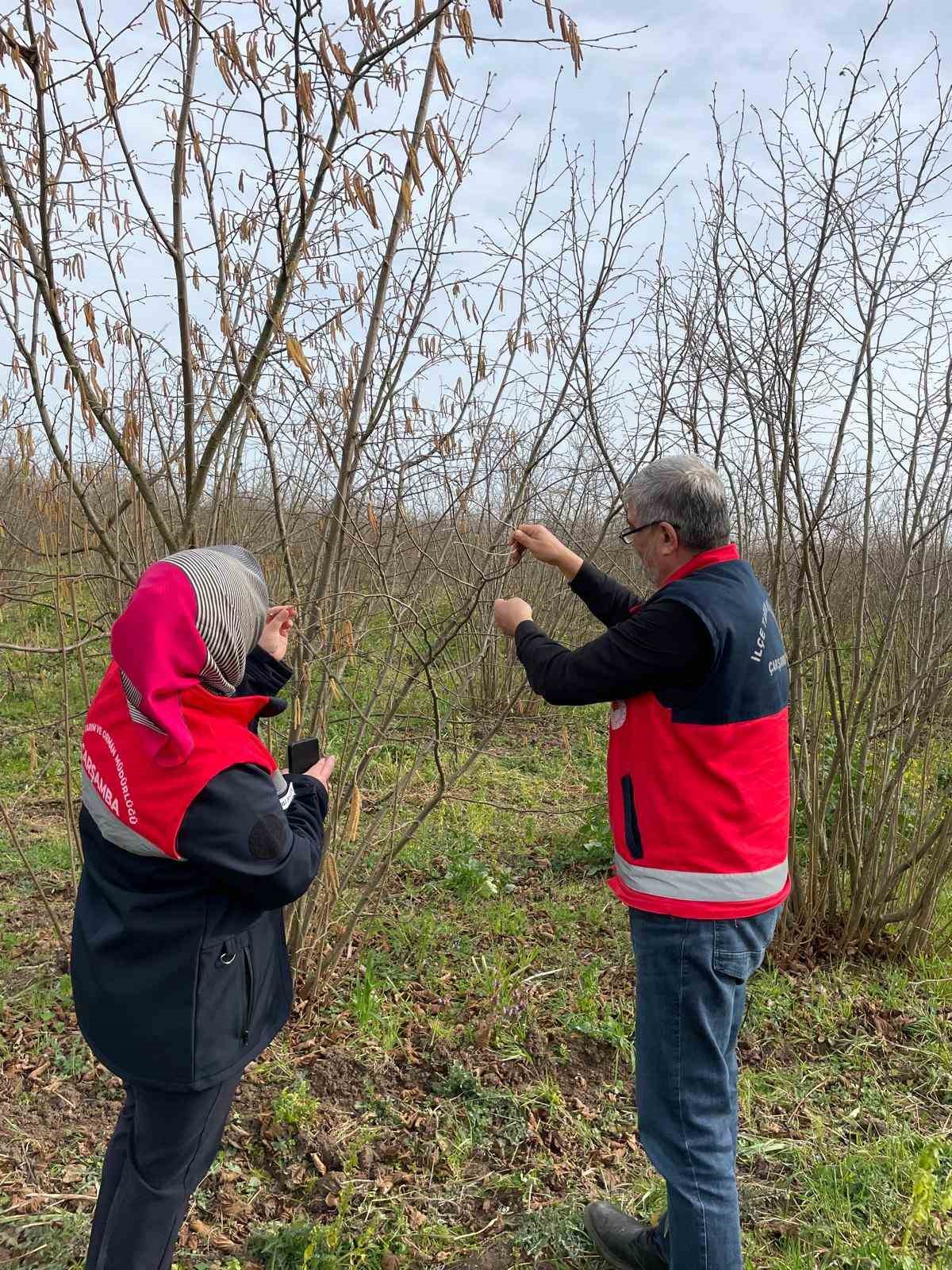 Çarşamba’da fenolojik gözlem ve destekleme çalışmaları
