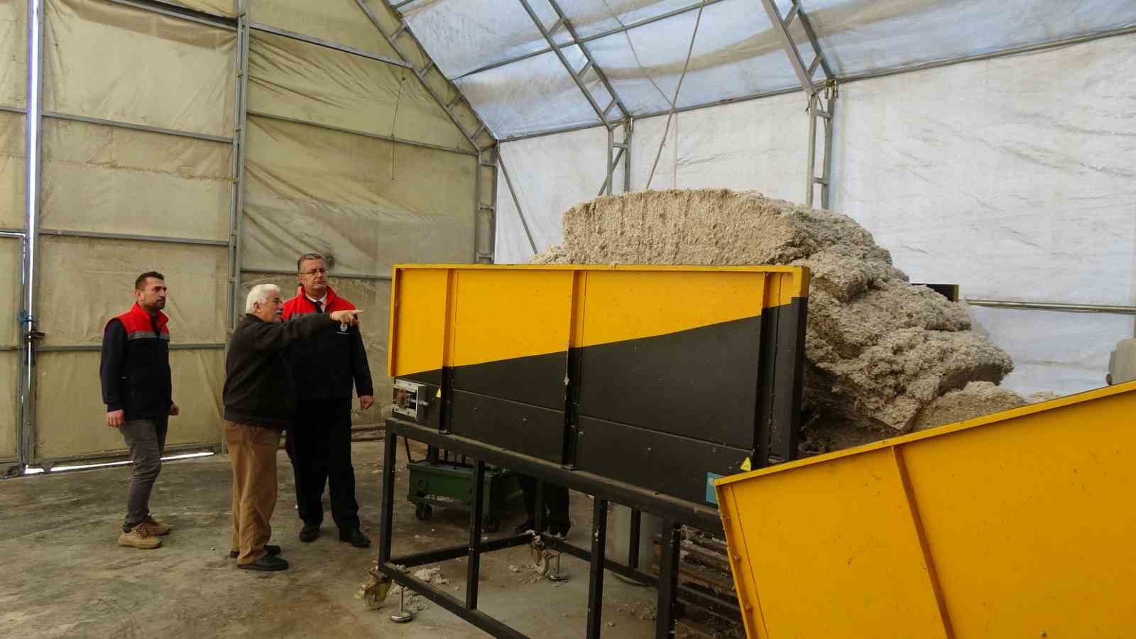 Çarşamba’da istiridye mantarı üretimi artıyor
