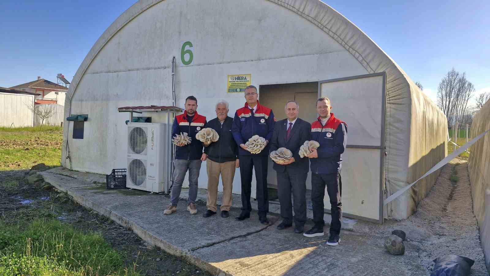 Çarşamba’da istiridye mantarı üretimi artıyor
