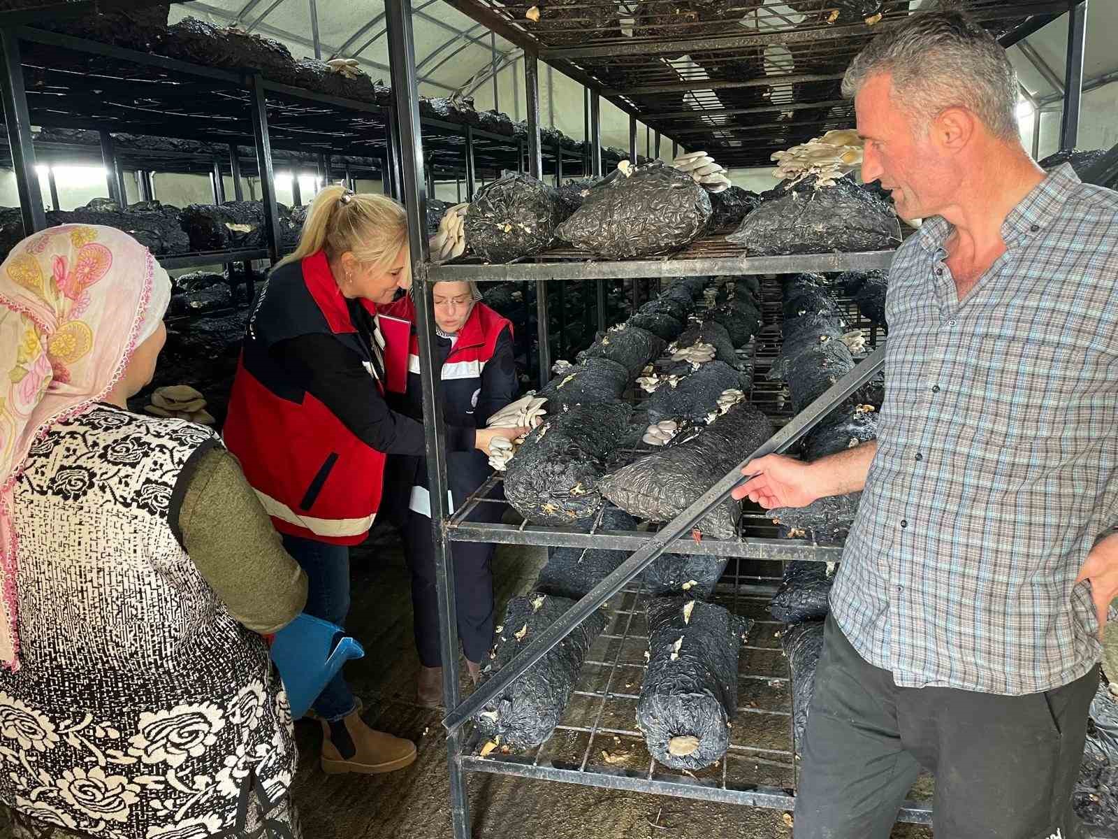 Çarşamba’da mantar hasadı etkinliği
