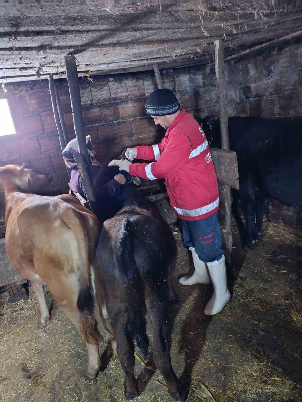 Çarşamba’da şap aşılamaları sürüyor
