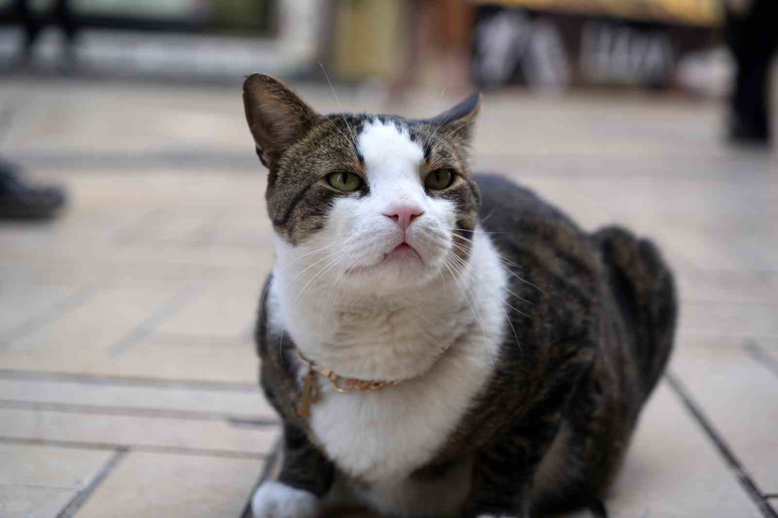 Çarşının 10 kiloluk Prens’i
